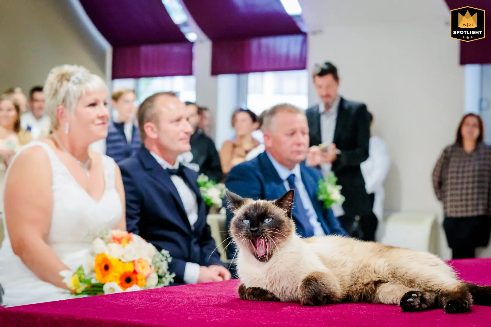 Un chat baille pendant la cérémonie civile à la mairie, photo prise par Florian Fauvarque photographe de mariage. Élu WPJA Spotlight par WPJA